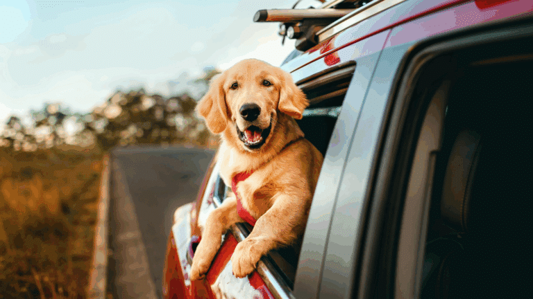 Poils de chiens dans la voiture : comment s’en débarrasser ?