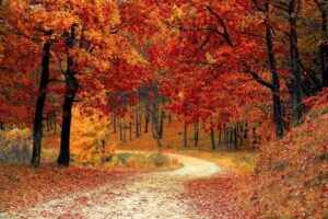 Nos conseils pour bien préparer sa voiture pour l’automne